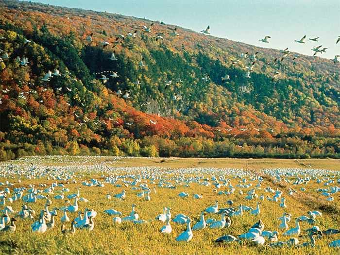 A scenic landscape at Cap-Tourmente showcasing a vast flock of migratory birds, likely snow geese, gathered in an open grassy field. The backdrop features a stunning hillside covered with dense, multicolored autumn foliage, with birds flying overhead against a clear sky